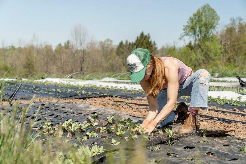 Plantation d’arbres, fleurs et végétaux adaptés au climat local